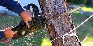 How Our Tree Care Process Works  in Commerce, OK